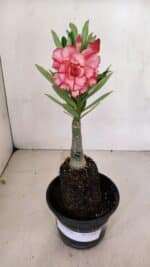 ENXERTO 12061 – 20cm (cor LM 501) - Imagem 8