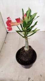 ENXERTO 12061 – 20cm (cor LM 501) - Imagem 5