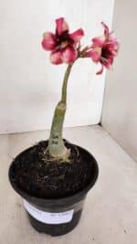 ENXERTO 12062 – 20cm (cor LM 506) - Imagem 2