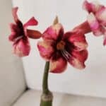 ENXERTO 12062 – 20cm (cor LM 506)