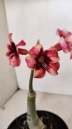 ENXERTO 12062 – 20cm (cor LM 506)