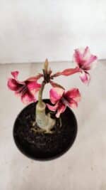 ENXERTO 12062 – 20cm (cor LM 506) - Imagem 6