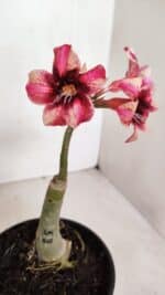 ENXERTO 12062 – 20cm (cor LM 506) - Imagem 4