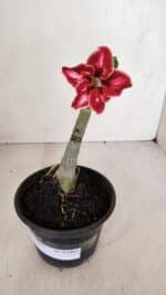 ENXERTO 12063 – 20cm (cor LM 887) - Imagem 2