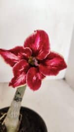 ENXERTO 12063 – 20cm (cor LM 887)