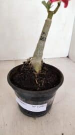 ENXERTO 12063 – 20cm (cor LM 887) - Imagem 5