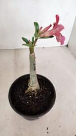 ENXERTO 12063 – 20cm (cor LM 887) - Imagem 4