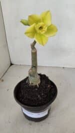 ENXERTO 12064 – 20cm (cor LM 315) - Imagem 2