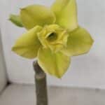 ENXERTO 12064 – 20cm (cor LM 315)