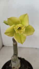 ENXERTO 12064 – 20cm (cor LM 315)