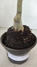 ENXERTO 12064 – 20cm (cor LM 315) - Imagem 5