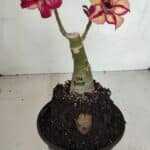 ENXERTO 12065 – 20cm (cor LM 1005)