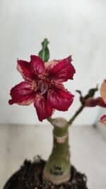 ENXERTO 12065 – 20cm (cor LM 1005) - Imagem 3