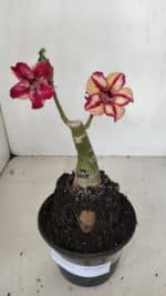 ENXERTO 12065 – 20cm (cor LM 1005) - Imagem 4