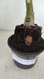 ENXERTO 12065 – 20cm (cor LM 1005) - Imagem 6