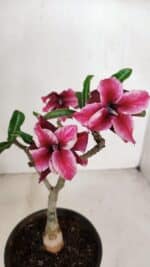 ENXERTO 12066 – 22cm (cor LM 434)