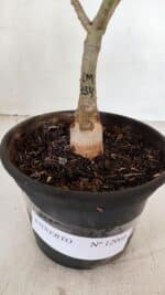 ENXERTO 12066 – 22cm (cor LM 434) - Imagem 6