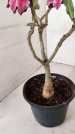 ENXERTO 12066 – 22cm (cor LM 434) - Imagem 5