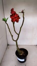 ENXERTO 12067 – 30cm (cor LM 526) - Imagem 2