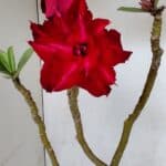 ENXERTO 12067 – 30cm (cor LM 526)