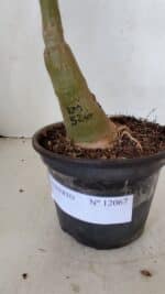 ENXERTO 12067 – 30cm (cor LM 526) - Imagem 7