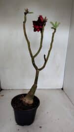 ENXERTO 12067 – 30cm (cor LM 526) - Imagem 5