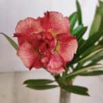 ENXERTO 12068 – 20cm (cor LM 501)