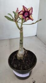 ENXERTO 12070 – 20cm (cor LM 362) - Imagem 2