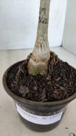 ENXERTO 12070 – 20cm (cor LM 362) - Imagem 6