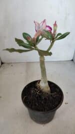 ENXERTO 12070 – 20cm (cor LM 362) - Imagem 5