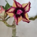 ENXERTO 12070 – 20cm (cor LM 362)