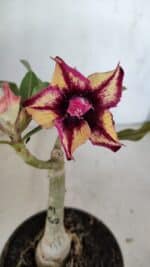 ENXERTO 12070 – 20cm (cor LM 362)