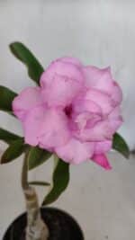 ENXERTO 12072 – 20cm (cor LM 08)