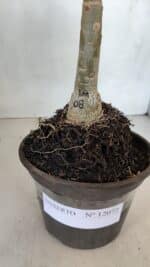 ENXERTO 12072 – 20cm (cor LM 08) - Imagem 7