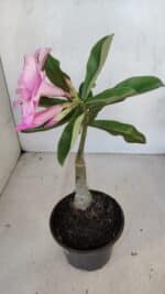 ENXERTO 12072 – 20cm (cor LM 08) - Imagem 6