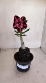 ENXERTO 12073 – 20cm (cor LM 889) - Imagem 2