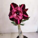 ENXERTO 12073 – 20cm (cor LM 889)