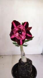 ENXERTO 12073 – 20cm (cor LM 889)