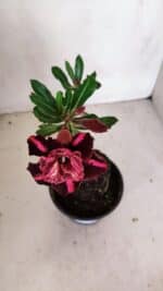 ENXERTO 12073 – 20cm (cor LM 889) - Imagem 4