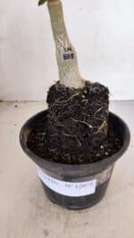 ENXERTO 12073 – 20cm (cor LM 889) - Imagem 7