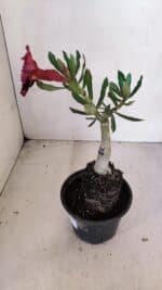 ENXERTO 12073 – 20cm (cor LM 889) - Imagem 6