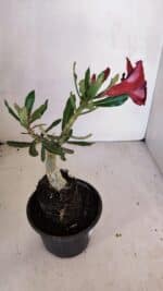 ENXERTO 12073 – 20cm (cor LM 889) - Imagem 5