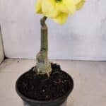 ENXERTO 12074 – 20cm (cor LM 315)