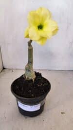 ENXERTO 12074 – 20cm (cor LM 315)