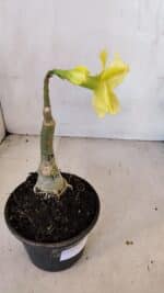 ENXERTO 12074 – 20cm (cor LM 315) - Imagem 5