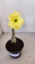 ENXERTO 12074 – 20cm (cor LM 315) - Imagem 3