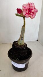 ENXERTO 12076 – 20cm (cor LM 501) - Imagem 6