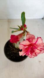 ENXERTO 12076 – 20cm (cor LM 501) - Imagem 4