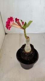 ENXERTO 12076 – 20cm (cor LM 501) - Imagem 5