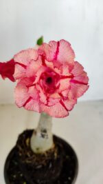 ENXERTO 12076 – 20cm (cor LM 501)